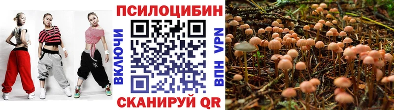 наркота  Ржев  Псилоцибиновые грибы Cubensis 